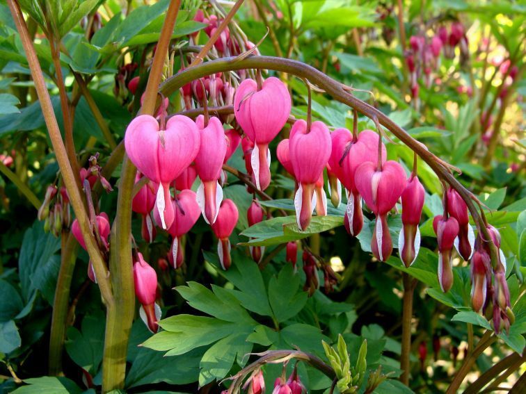 Dicentra spectabilis fot M.Czernecki