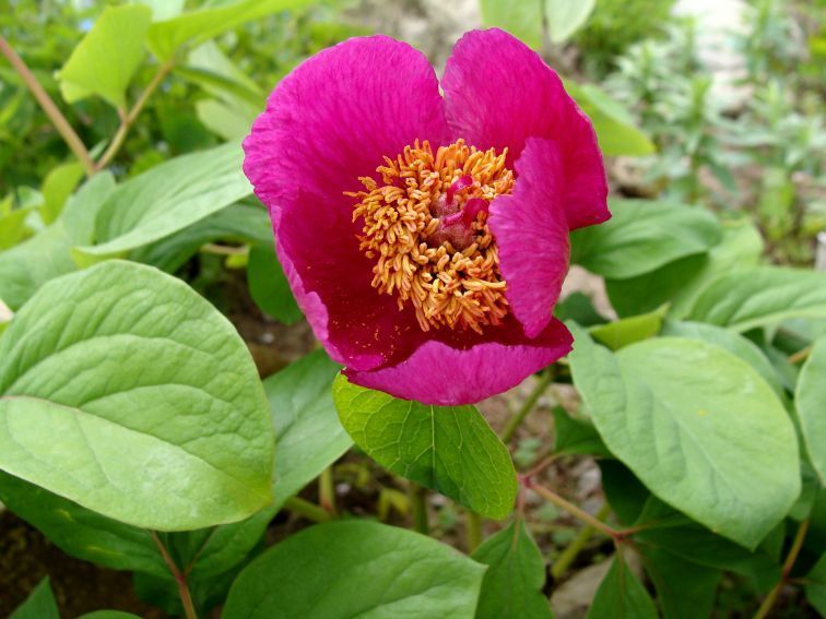 Paeonia caucasica  fot M.Czernecki