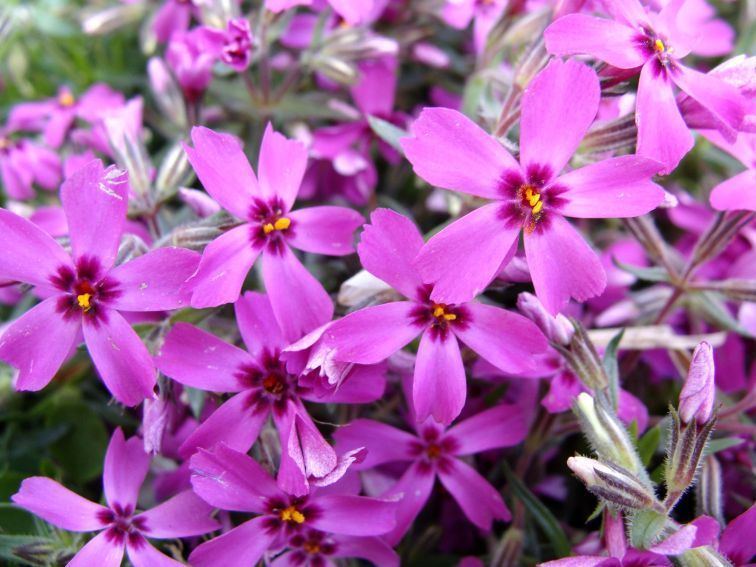 Phlox subulata  fot M.Czernecki
